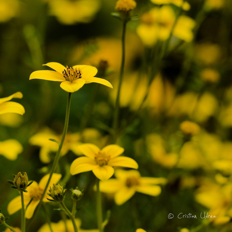 : I__ll_put_yellow_in_your_green_by_my_eyes_your_windows.jpg
: 225

: 100.8 