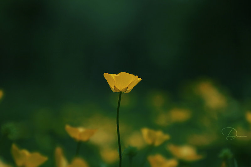 : Yellow_Flowers_by_Black_beads.jpg
: 232

: 33.1 