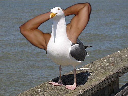 : seagull.jpg
: 536

: 50.9 